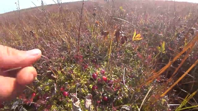 ЧУТЬ НЕ УТОНУЛ В БОЛОТЕ СЛОМАЛ КОВШ ДА НУ ЭТУ КЛЮКВУ смотреть онлайн