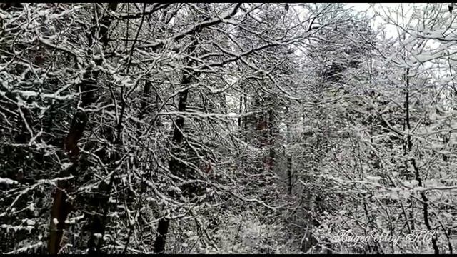Красивый зимний лес и красивая музыка.