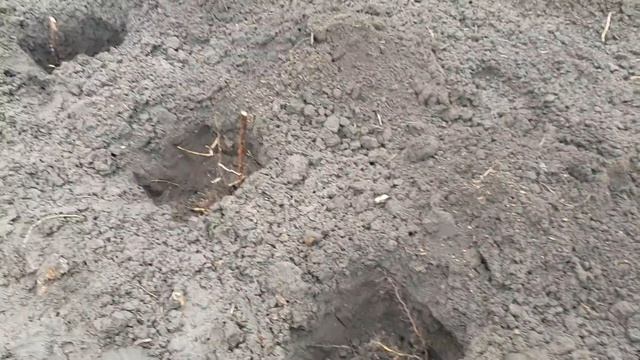 Сажаем пожалуй лучший сорт малины. смотреть онлайн