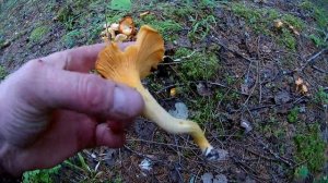 Лес,лисички. Канал Культ леса!