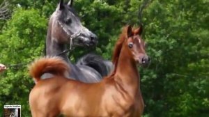 Арабская лошадь ♥️одна из лучших ... Arabian horse