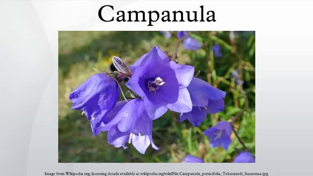 Campanula смотреть онлайн