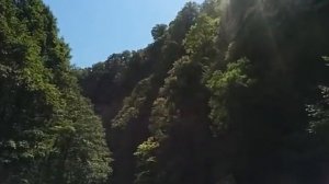 Тисо-самшитовая роща, р. Хоста