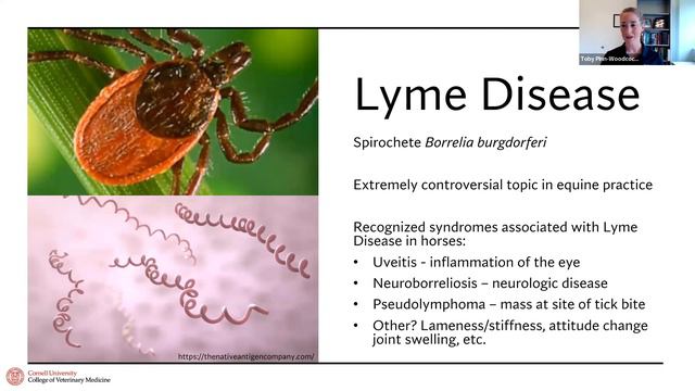 What’s Bugging Our Horses? Insect-borne Diseases in the Northeast (Cornell Equine Seminar, May 2023 смотреть онлайн