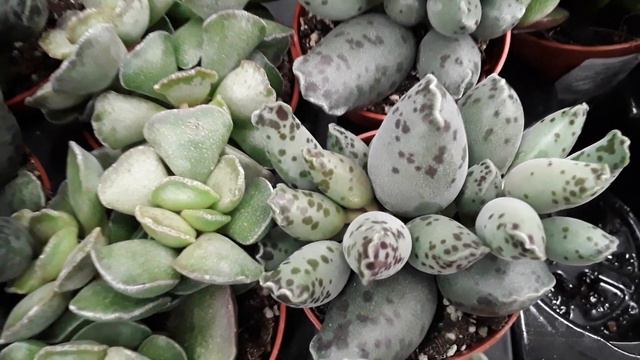 АДРОМИСКУС ЛИТОПС Санкт - Петербург 11 апреля 2023 смотреть онлайн