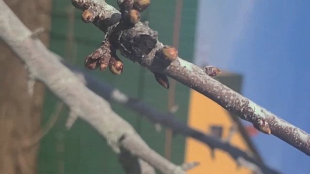 ВТОРАЯ ВАЖНАЯ ВЕСЕННЯЯ обработка деревьев весной в стадии зелёного конуса. Обработка сада весной.