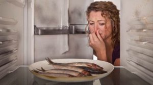 Пингвины дома. Смешные пингвины, приколы с пингвинами.  Как содержать пингвина дома?