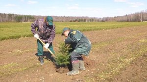 Видеоинструкция по посадке саженцев с закрытой корневой системой