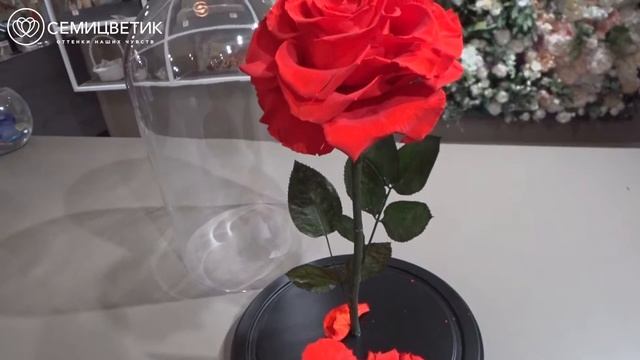 Роза из "Красавицы и чудовища" смотреть онлайн