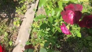 Роза БУРГУНДИ АЙС (Burgundy Ice)