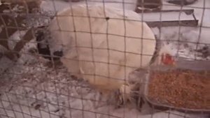 БРАМА СВЕТЛАЯ, КОЛУМБИЙСКАЯ - УКРАШЕНИЕ ПОДВОРЬЯ