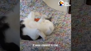 Mischievous Cat Labeled 'Problem Child' Finds A Mom Who Adores Her | The Dodo