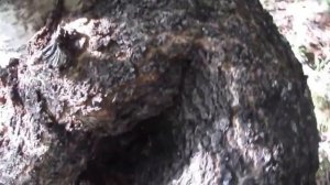 Как выглядит березовый кап.