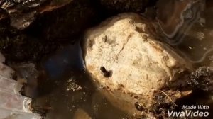 Как сделать террариум. Особенности содержания лягушек в домашних условиях. Лягушата канибалы.