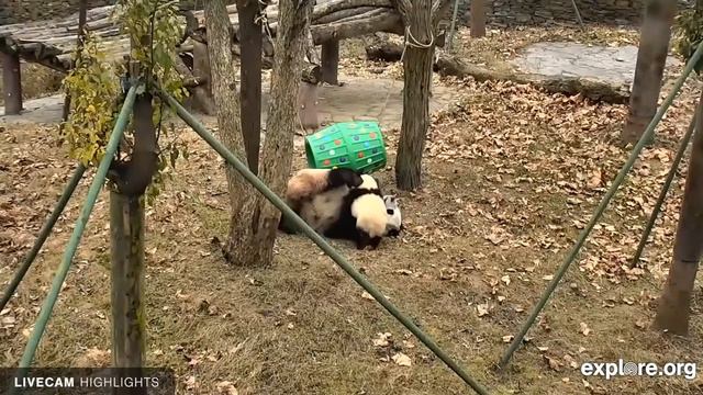 Панды 2 смотреть онлайн