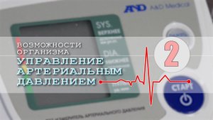 Сознательная регуляция артериального давления. Возможности организма. ЧАСТЬ 2