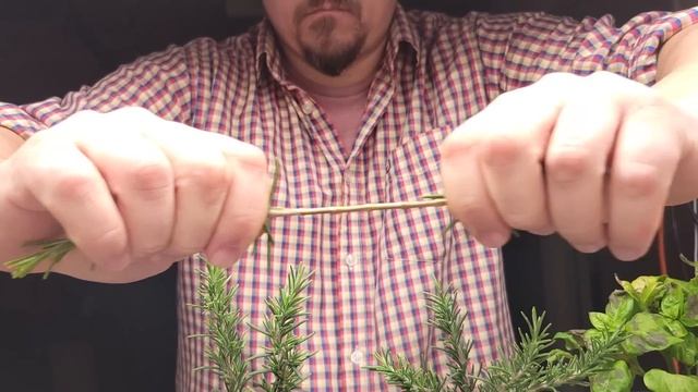 How To Root And Grow Rosemary From Cuttings