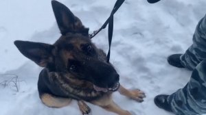 Следователь