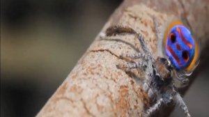 ФИЗМИНУТКА  С ПАУКОМ ГОШЕЙ НА УРОКЕ БИОЛОГИИ. СМЕШНОЕ ВИДЕО