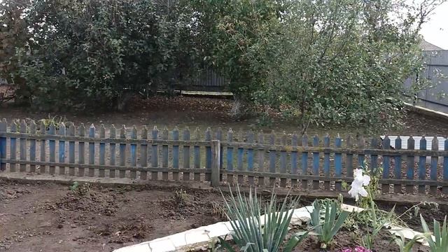 Пересадка комнатных растений смотреть онлайн