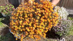 Чем заменить петунию СУПЕР КРАСИВЫЕ РАСТЕНИЯ ШЕДЕВРЫ МИРОВОЙ СЕЛЕКЦИИ.