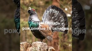 Тотем Глухарь рождённые 16 октября