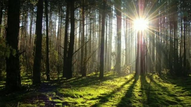 МУЗЫКА ПРИРОДЫ смотреть онлайн