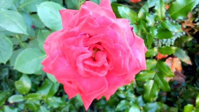 Практика "Сердце розы", которой более 4000 лет смотреть онлайн