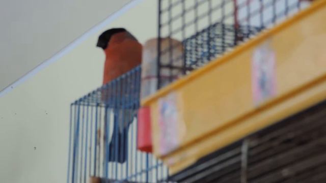 СНЕГИРЬ смотреть онлайн