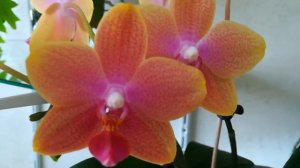 НЕСРАВНЕННЫЕ #КРАСАВИЦЫ #ОРХИДЕИ BROTHER SARA GOLD И MIKIMOTO! ❤️❣️😍🤩👍