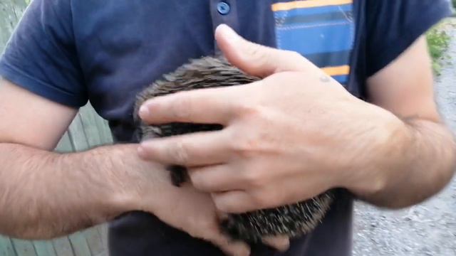 Смелый ёжик. Июнь 2022 год. смотреть онлайн