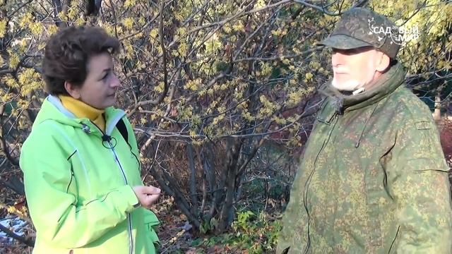 Редкие растения для сада Волшебный орех цветет в ноябре! смотреть онлайн