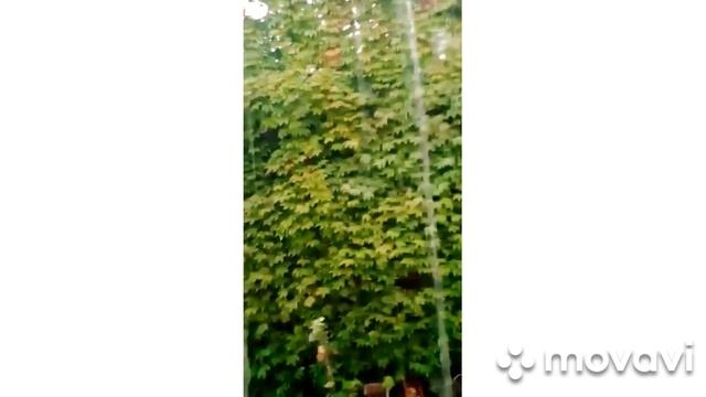 ЗАКУПАЕМ СПАГЕТТИ И ОЛИВКОВОЕ МАСЛО НА ЦЕЛЫЙ ГОД / ОТЛИЧИЯ ГЕРМАНИИ И ИТАЛИИ / смотреть онлайн