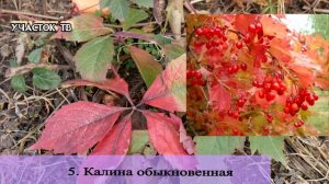 ТОП 15 Красных Растений Осени - Растения с Красными Листьями Осенью