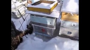 при зимовке пчел, распался клуб, и пчелы стали активными - ответы на вопросы
