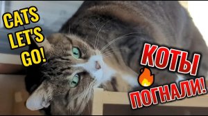 Приколы с котами! CATS LETS GO!