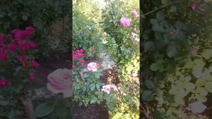 Жаростойкие розы. Проверено!