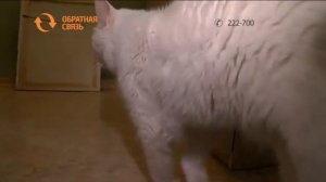 Как отказаться от централизованного отопления в квартире многоэтажки?