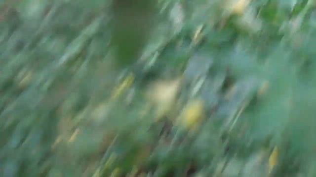 Обзор теплицы. Осенний урожай! смотреть онлайн