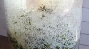 Квас из виноградных листьев