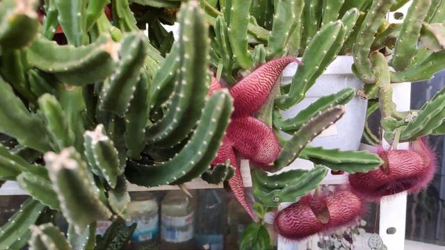 #домашниецветы 31.07. 2020 г.Цветочные новости смотреть онлайн