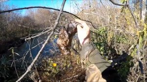 Охота на ондатру. Морды вместо капканов (Будни охотника и рыбака)