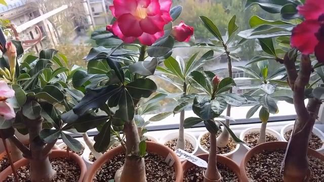 Адениумы. Зимнее содержание, полив смотреть онлайн