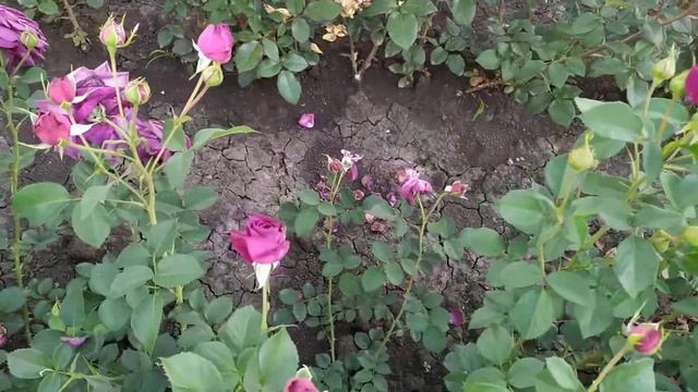 ЭББ ТАЙД (Ebb Tide, Purple Eden), Carruth США, 2001 г. Флорибунда (Floribunda) смотреть онлайн