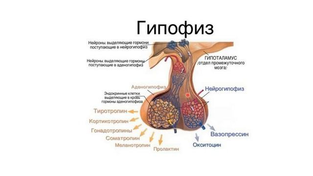 Доли гипофиза гистология