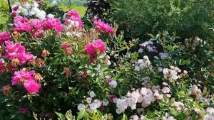 Розы Фальстаф и Грин Даймонд