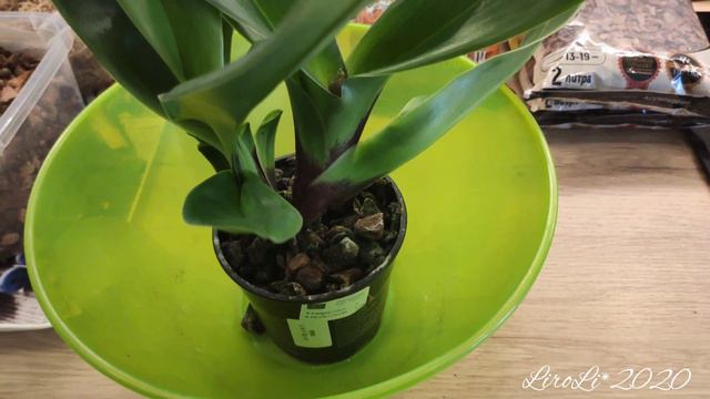 Пересадка paph. Lippewunder. смотреть онлайн