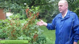 Штамбовая смородина часть 2