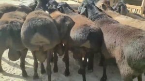 ГИССАРСКИЕ ОВЦЫ (КУЧКАРЫ) УЗБЕКИСТАНА / ХИСОРИ КОЙЛАР. HISORI QÓYLAR