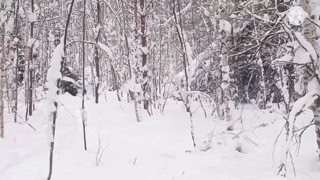 Охота на волка!!! МАТЁРЫЙ в окладе!!! Часть 2./Wolf hunting!!! The leader in salary!!!